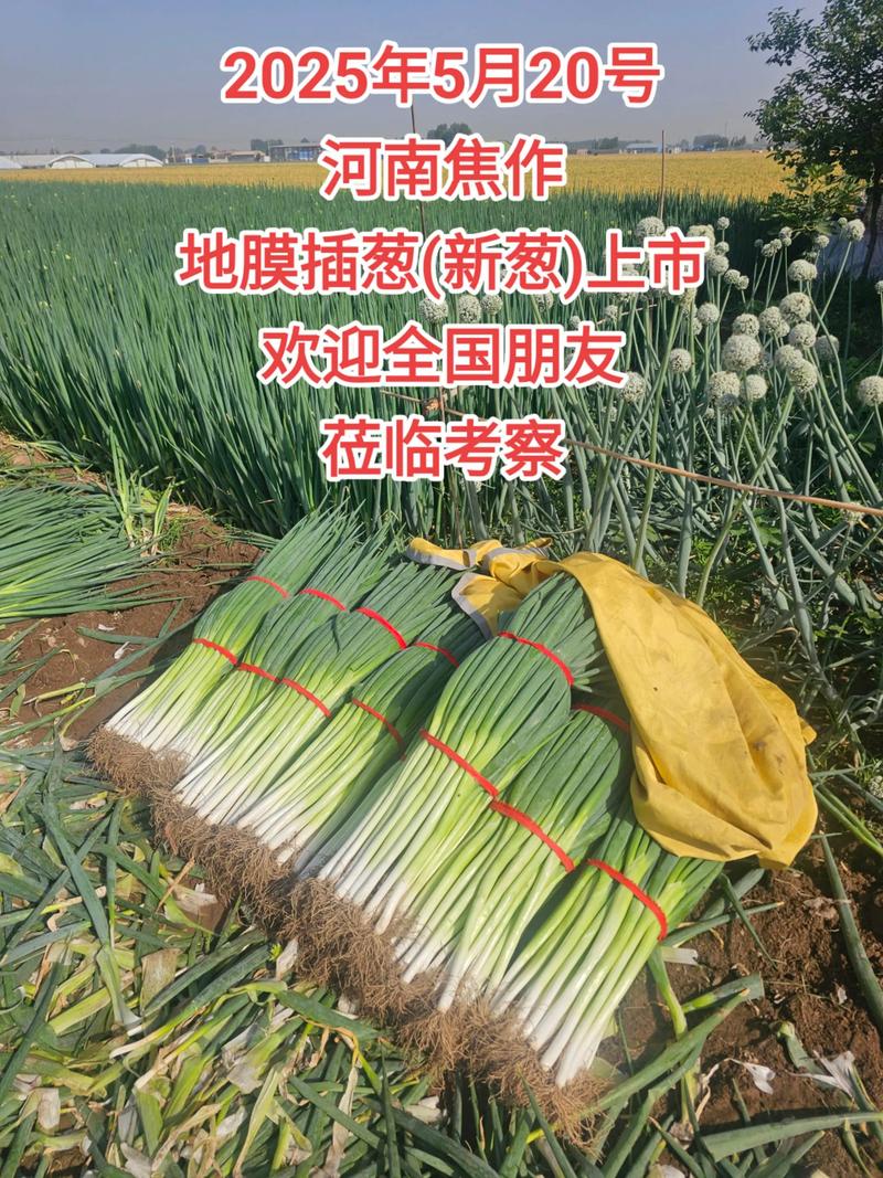 大葱2025年价格会涨还是会跌？-图3