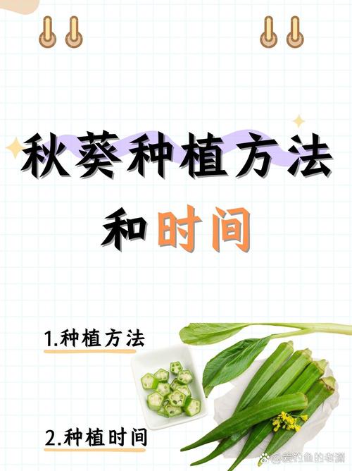 秋葵种植视频，新手必看哪些技术要点？-图2