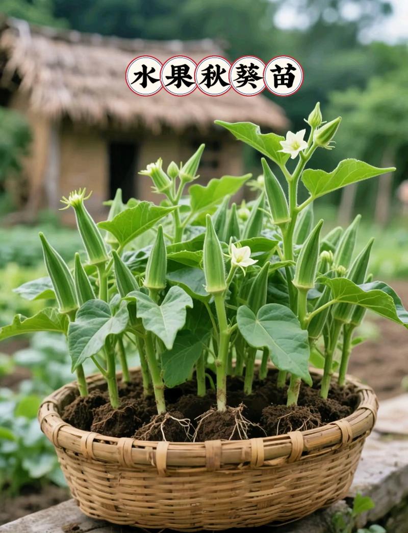 秋葵种植视频，新手必看哪些技术要点？-图3