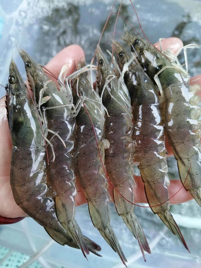 白对虾养殖哪里技术好-图2