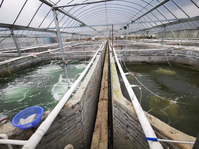 白对虾养殖哪里技术好-图1