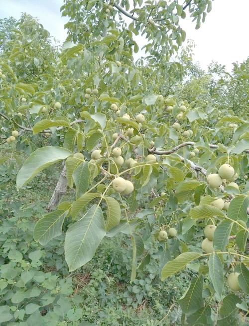 核桃种植技术哪家强?亩收益究竟有多高?-图1 核桃种植技术哪家强?亩收益究竟有多高?-图1