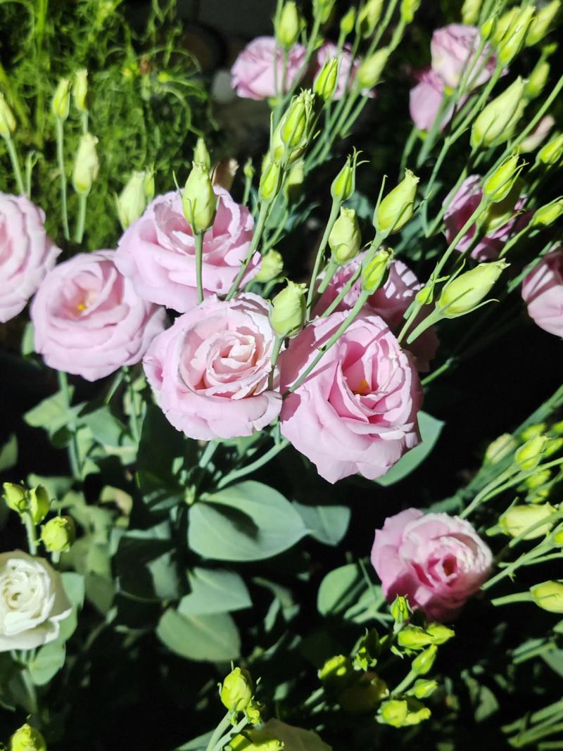 2025年桔梗价格会涨还是跌?-图3 2025年桔梗价格会涨还是跌?-图3