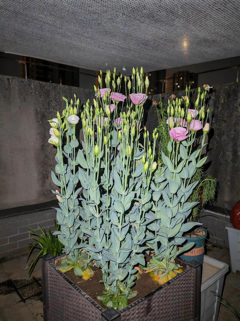 2025年桔梗价格会涨还是跌？-图2