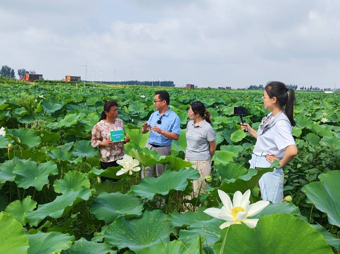 藕田立体养龙虾，技术要点有哪些？-图2