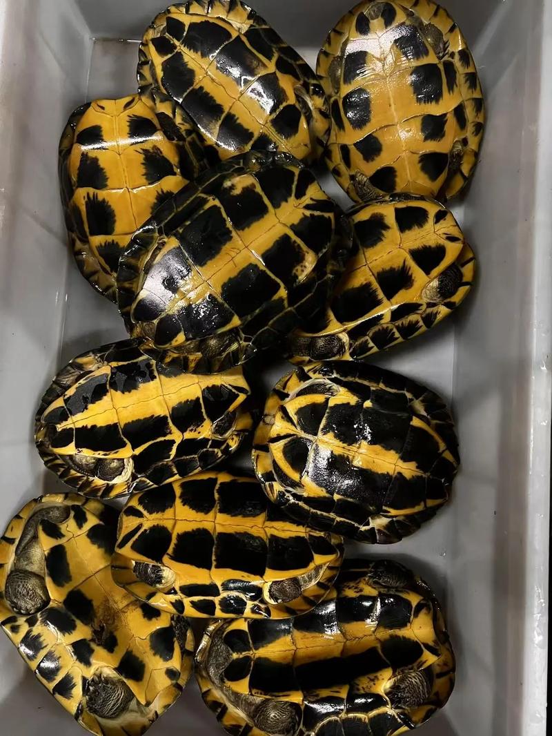 2025石龟苗最新价格多少钱一只?-图3 2025石龟苗最新价格多少钱一只?-图3