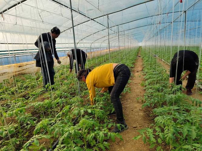 大棚蔬菜种植最新技术有哪些新突破？-图2