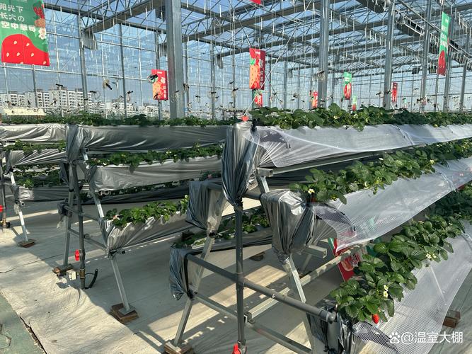 大棚蔬菜种植最新技术有哪些新突破？-图3