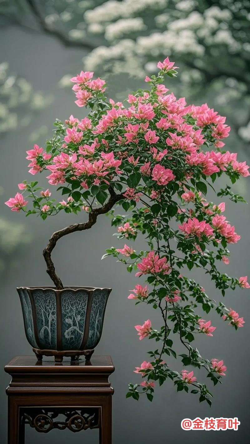 三角梅哪个品种颜值爆表？-图3