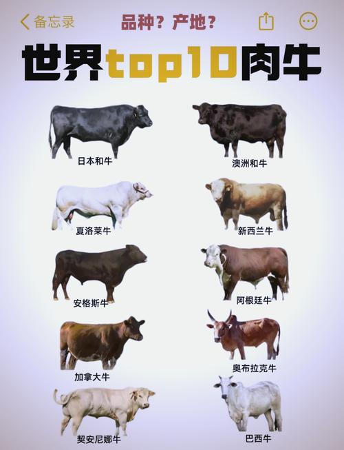 乳肉两用牛品种有哪些?-图2 乳肉两用牛品种有哪些?-图2