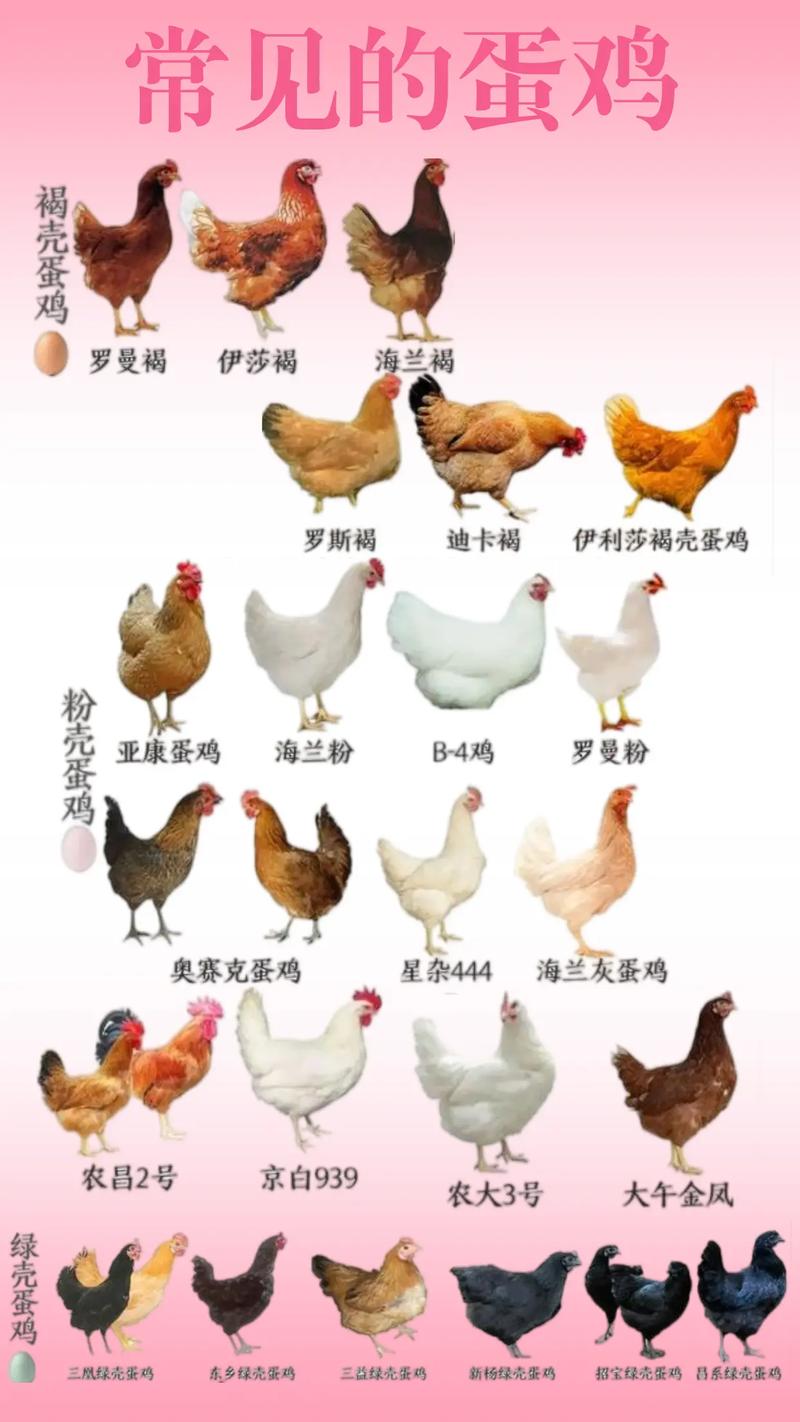 市场上鸡的品种究竟有多少？-图3