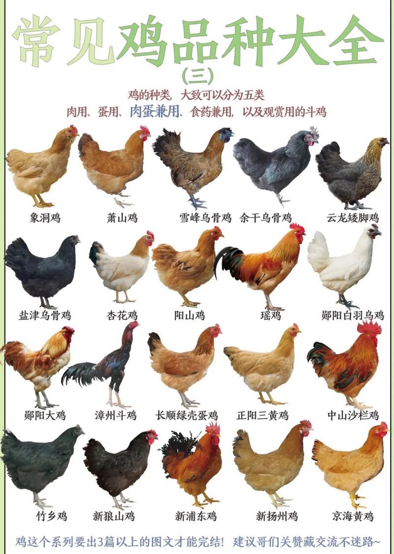 市场上鸡的品种究竟有多少？-图2