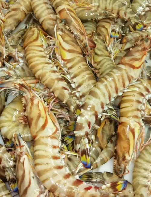 斑节对虾分段养殖技术如何高效应用？-图3