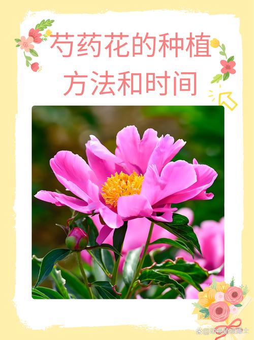 芍药栽培技术视频,关键步骤有哪些?-图2 芍药栽培技术视频,关键步骤有哪些?-图2