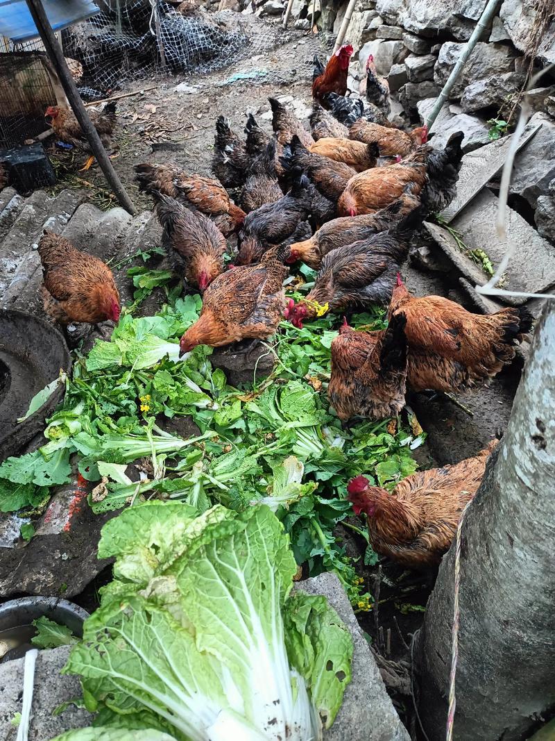 土鸡蛋养殖技术视频有哪些关键要点?-图1 土鸡蛋养殖技术视频有哪些关键要点?-图1