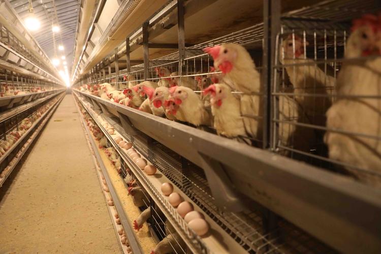 土鸡蛋养殖技术视频有哪些关键要点?-图3 土鸡蛋养殖技术视频有哪些关键要点?-图3