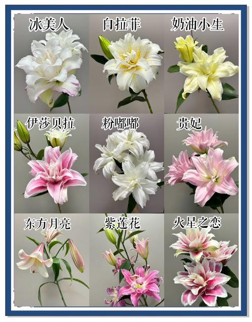 哪种百合品种香气最浓郁？-图3