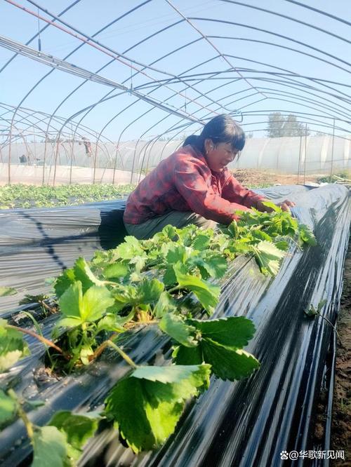 草莓地膜栽培技术视频,关键要点有哪些?-图1 草莓地膜栽培技术视频,关键要点有哪些?-图1