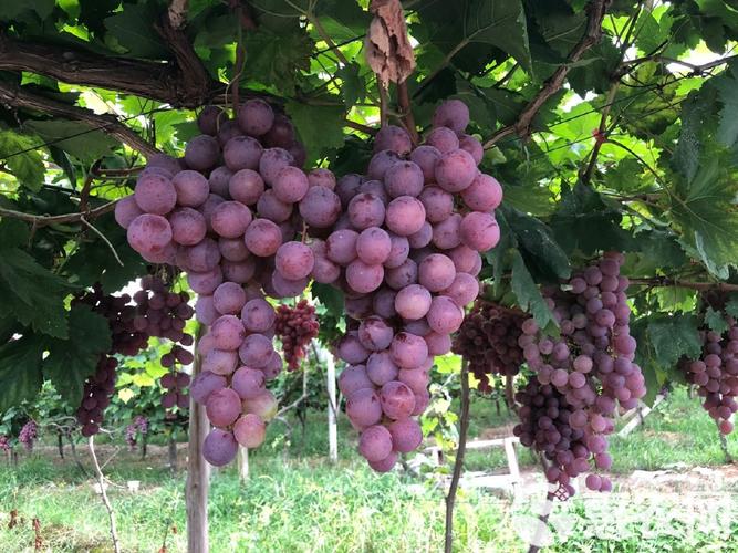 南非红提种植技术有何独到之处?-图1 南非红提种植技术有何独到之处?-图1