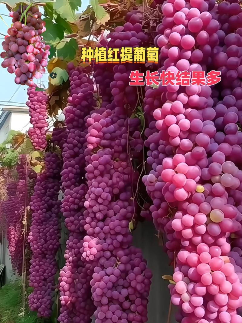 南非红提种植技术有何独到之处?-图3 南非红提种植技术有何独到之处?-图3