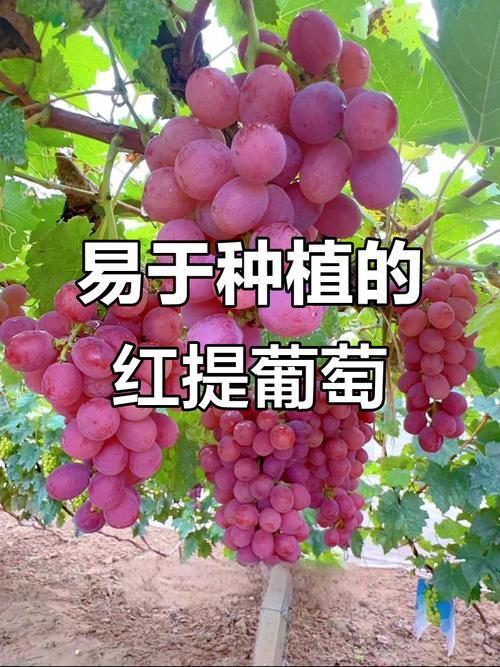 南非红提种植技术有何独到之处?-图2 南非红提种植技术有何独到之处?-图2