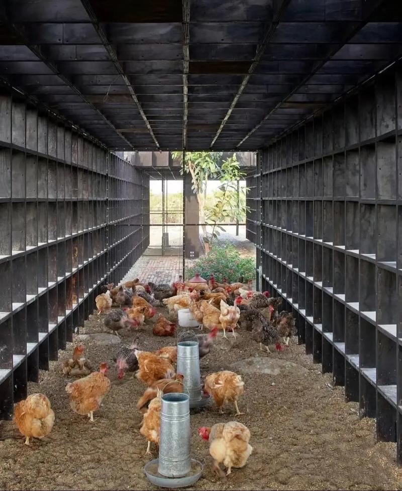 养禽技术 开放式鸡舍-图1 养禽技术 开放式鸡舍-图1