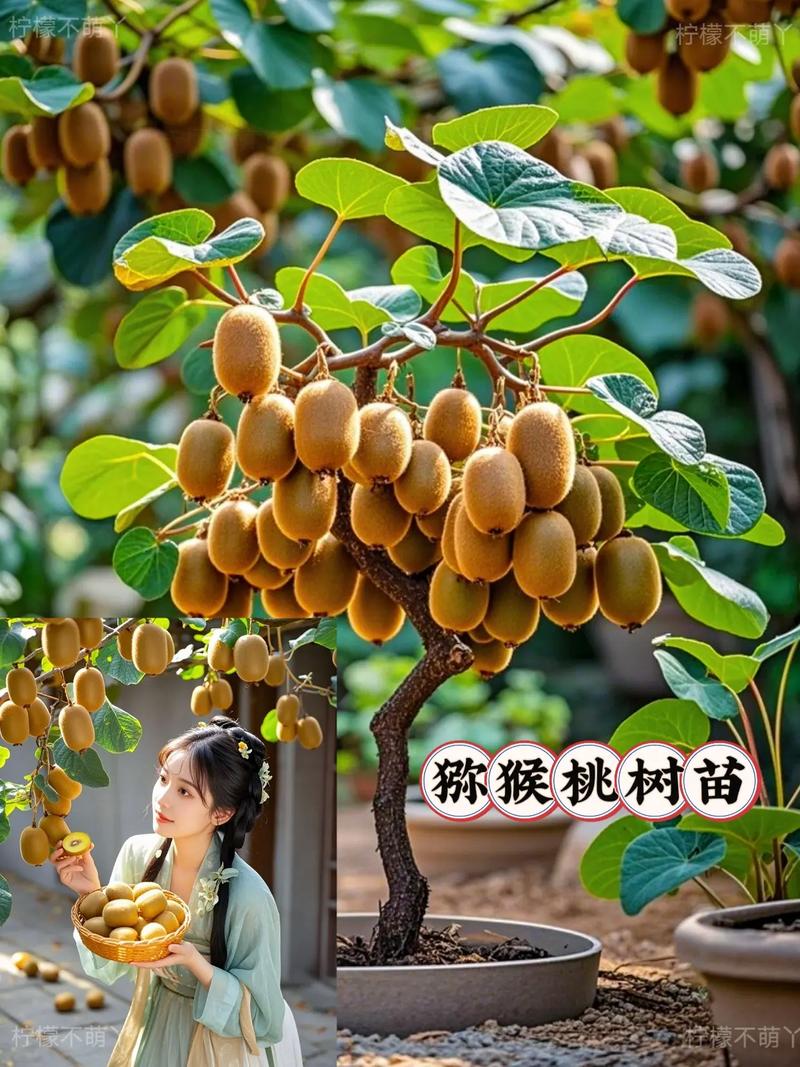 猕猴桃栽培技术视频，关键点在哪？-图2