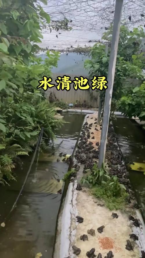 青蛙养殖技术视频,新手能学会吗?-图1 青蛙养殖技术视频,新手能学会吗?-图1