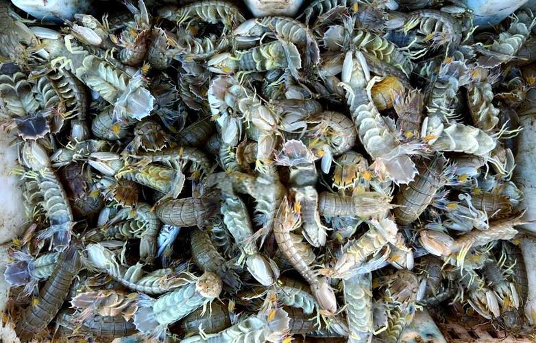 威海休渔期海鲜价格会涨吗?-图3 威海休渔期海鲜价格会涨吗?-图3