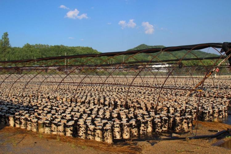 现代木耳养殖技术学校-图3 现代木耳养殖技术学校-图3