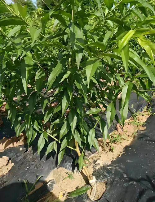 桃树育苗技术有哪些关键要点?-图3 桃树育苗技术有哪些关键要点?-图3