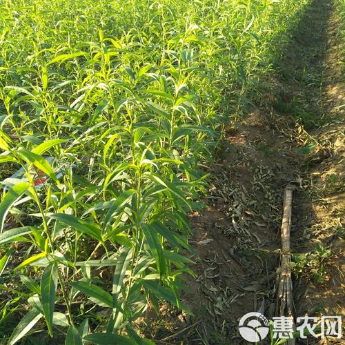 桃树育苗技术有哪些关键要点?-图2 桃树育苗技术有哪些关键要点?-图2