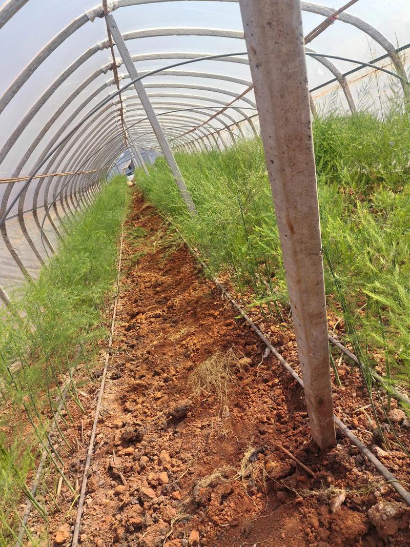 芦笋种植如何致富？技术要点有哪些？-图3