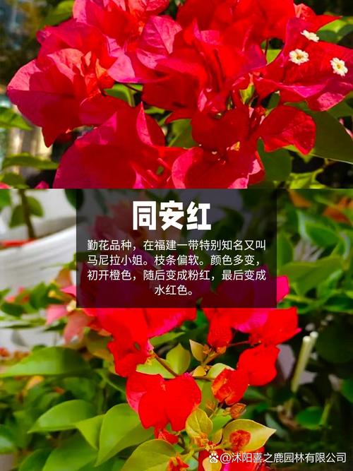 三角梅哪些品种长得高?-图2 三角梅哪些品种长得高?-图2