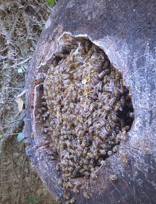 诱捕中蜂,养殖技术视频有哪些关键步骤?-图2 诱捕中蜂,养殖技术视频有哪些关键步骤?-图2