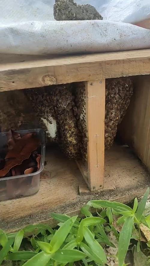 诱捕中蜂,养殖技术视频有哪些关键步骤?-图1 诱捕中蜂,养殖技术视频有哪些关键步骤?-图1
