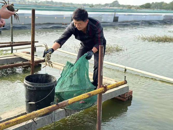 成蟹如何高产高效养殖?-图2 成蟹如何高产高效养殖?-图2