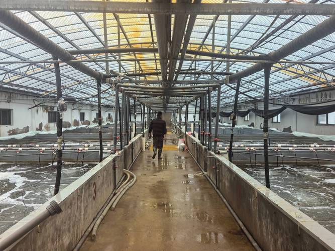 成蟹如何高产高效养殖?-图3 成蟹如何高产高效养殖?-图3