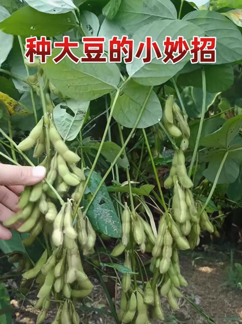 安徽早黄豆高产种植技术有哪些关键要点?-图1 安徽早黄豆高产种植技术有哪些关键要点?-图1
