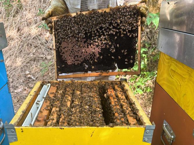 蜜蜂春繁饲养管理技术要点有哪些？-图2