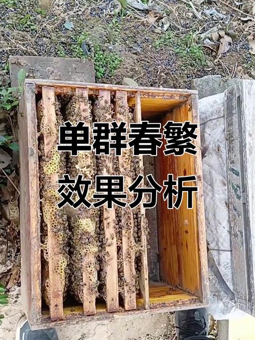 蜜蜂春繁饲养管理技术要点有哪些？-图1