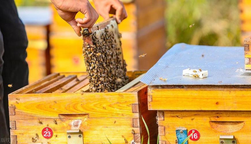 蜜蜂春繁饲养管理技术要点有哪些？-图3