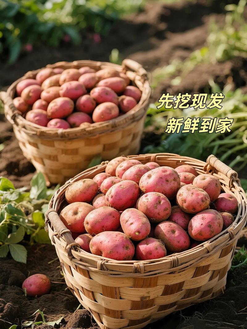 2025年云南土豆价格会涨还是跌?-图1 2025年云南土豆价格会涨还是跌?-图1