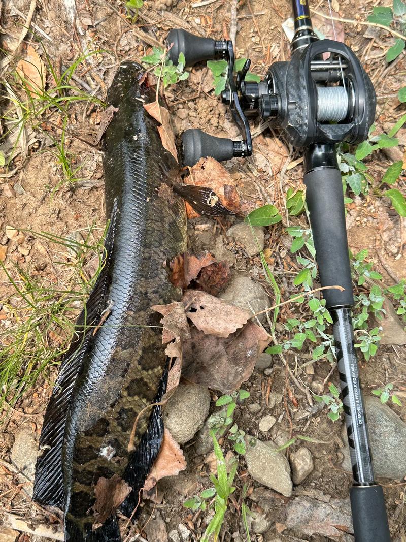 2025年黑鱼价格会涨还是跌?-图3 2025年黑鱼价格会涨还是跌?-图3