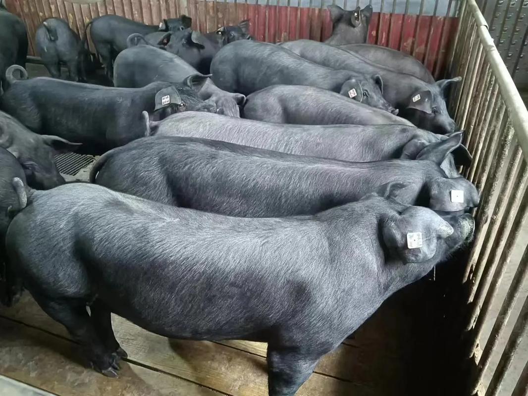 2025年养殖新品种有哪些?-图1 2025年养殖新品种有哪些?-图1