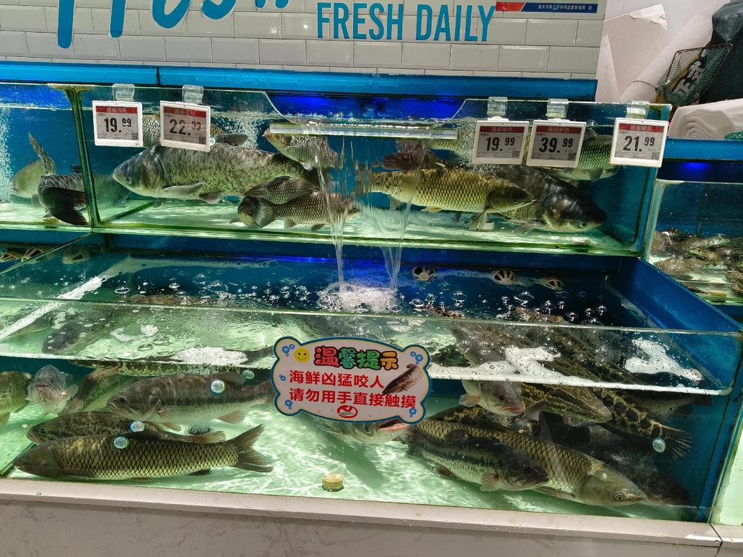 新上市的淡水鱼新品种有哪些特性与优势?-图1 新上市的淡水鱼新品种有哪些特性与优势?-图1