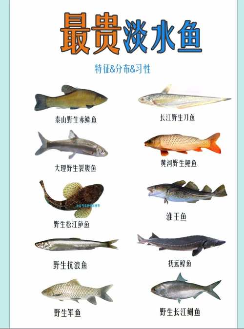 新上市的淡水鱼新品种有哪些特性与优势?-图3 新上市的淡水鱼新品种有哪些特性与优势?-图3