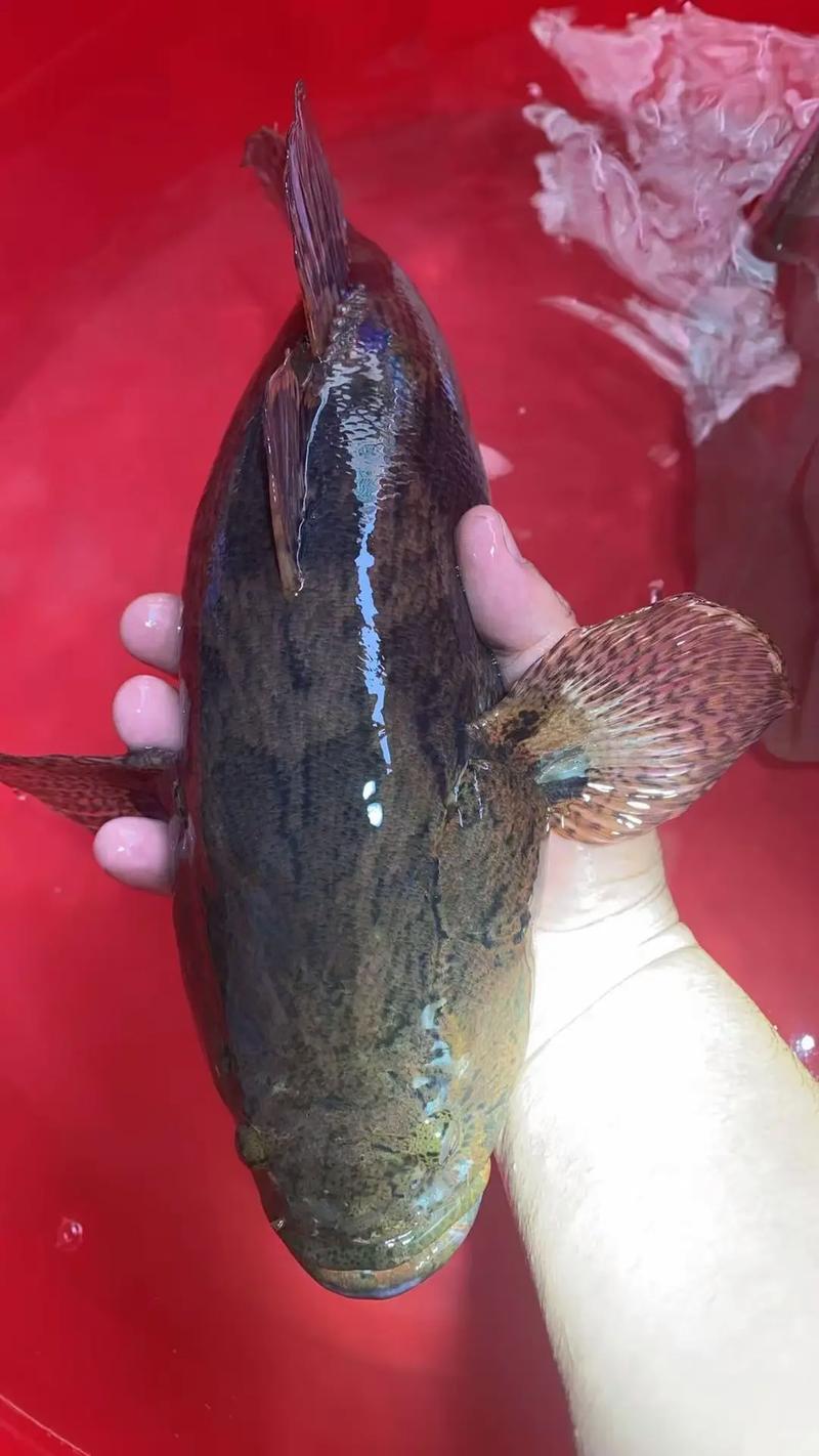 新上市的淡水鱼新品种有哪些特性与优势?-图2 新上市的淡水鱼新品种有哪些特性与优势?-图2