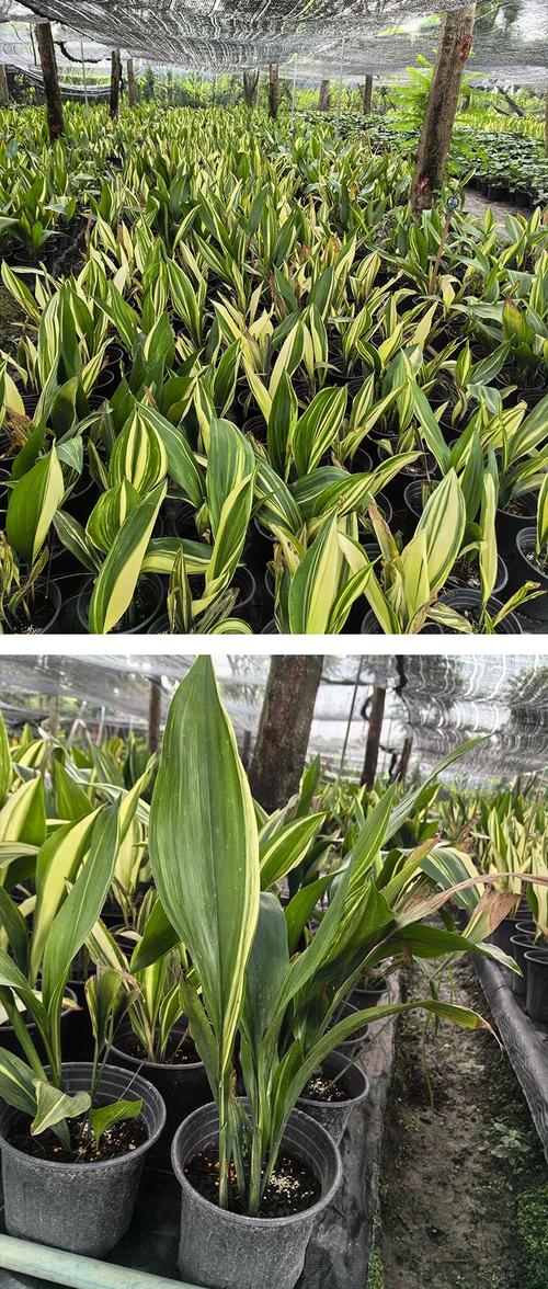 一叶兰品种知多少？-图1