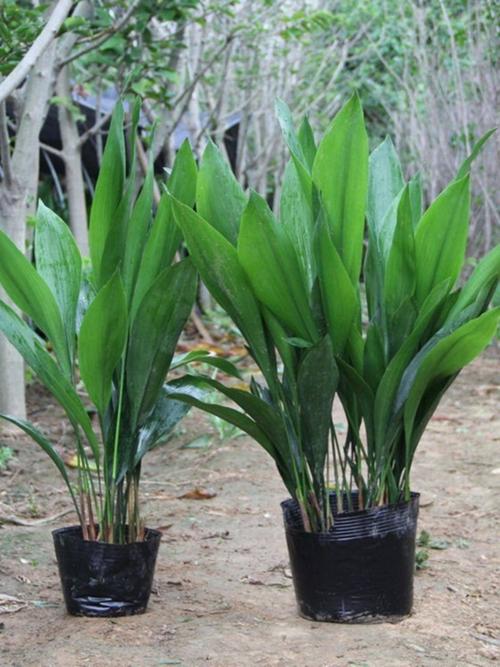 一叶兰品种知多少？-图2